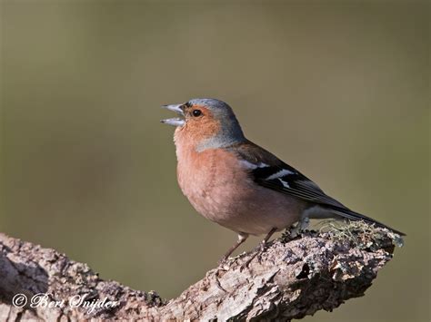 Chaffinch Birds Portugal Birding In Portugal Individual Bird