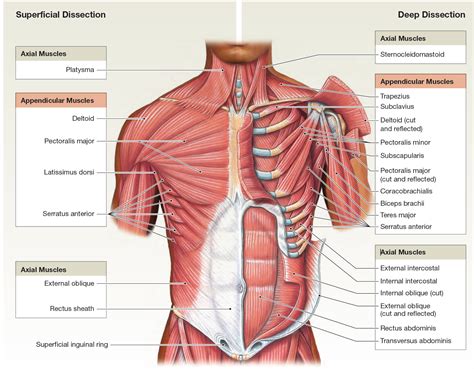 The Muscles Of The Abdominal Wall LEARN FOR LAB Human Body Anatomy