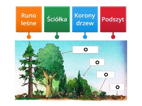 Warstwy Lasu Rysunek Z Opisami