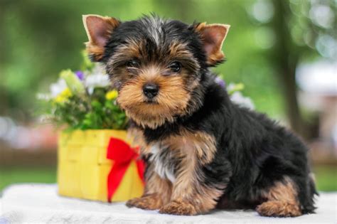 Conheça tudo sobre a raça Yorkshire Terrier na zooplus Magazine