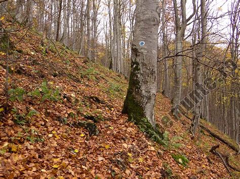 Traseu Spre Varful Si Creasta Piatra Dragoslavelor Din Localitatea