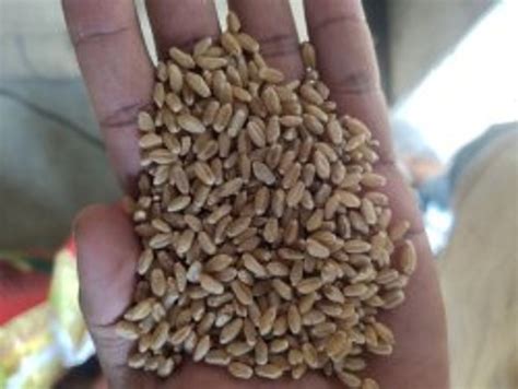 Golden 25 Kg Wheat Grains At Best Price In Kota Rishabh Electricals