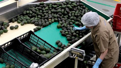 México Exportará Hasta 130 Mil Toneladas De Aguacate A Estados Unidos