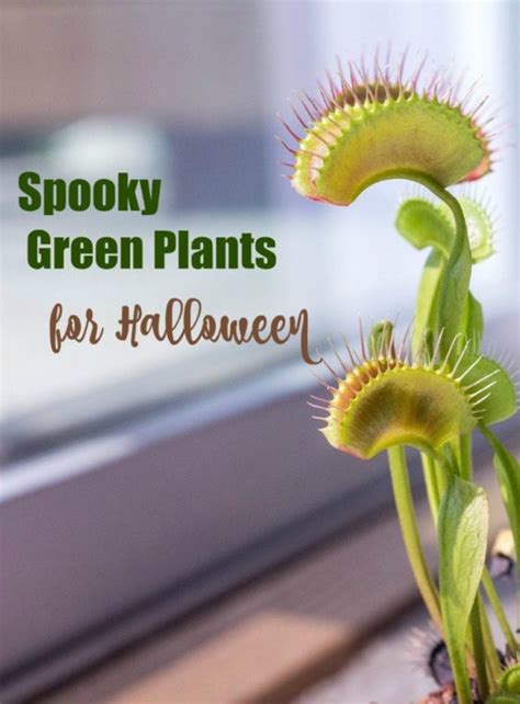 Halloween Plants - 21 Scary Plants to Set A Spooky Mood