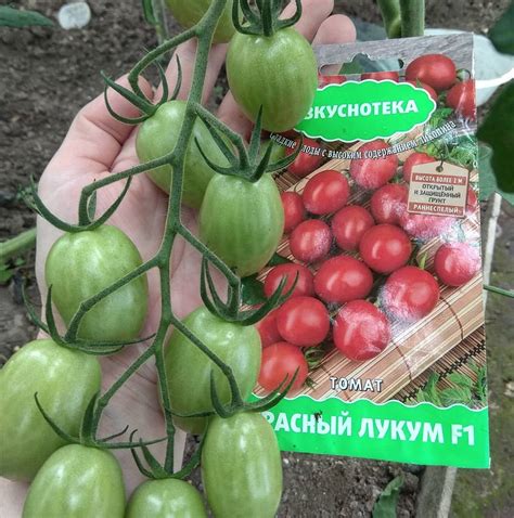 Помидор «Красный Лукум» F1: описание сорта, характеристика, посадка и уход