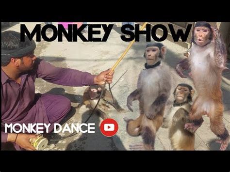 Monkey Ka Tamasha Bandar Ka Khel Monkey Bandar Video Funny Monkey