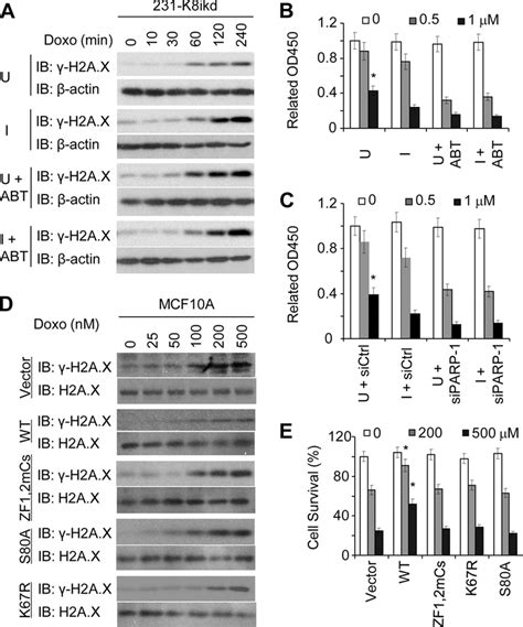 Multiple Posttranslational Modifications Are Involved In Klf8