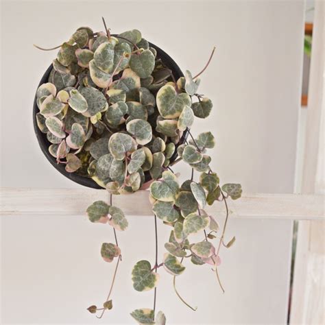 Ceropegia Woodii Variegada Comprar En Biloba