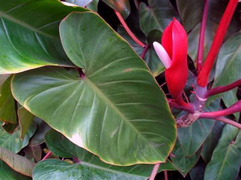 Филодендрон | Plant leaves, Leaves, Philodendron