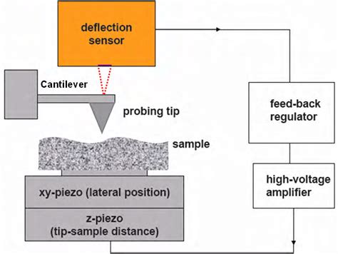 4 Scheme of the AFM principle | Download Scientific Diagram