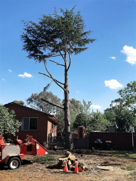 Tree Removal Cutting And Stump Grinding Canberra Jims Trees