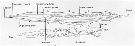 Roundworm Anatomy