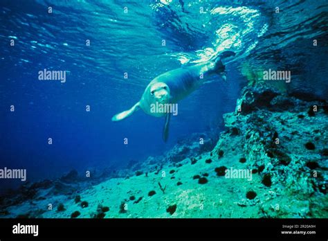 Mediterranean Monk Seal Mediterranean Monk Seals Marine Mammals