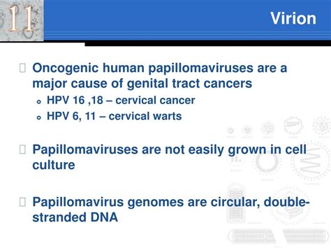 Ppt Papillomaviruses Papillomaviridae Powerpoint Presentation Free Download Id9620604