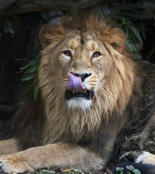 Lion Tongue Images – Browse 6,773 Stock Photos, Vectors, and Video ...