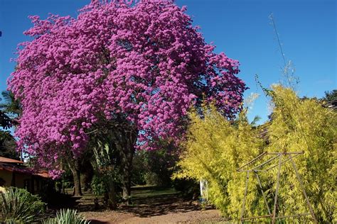 Rvores Do Brasil Flores Fc Noticias