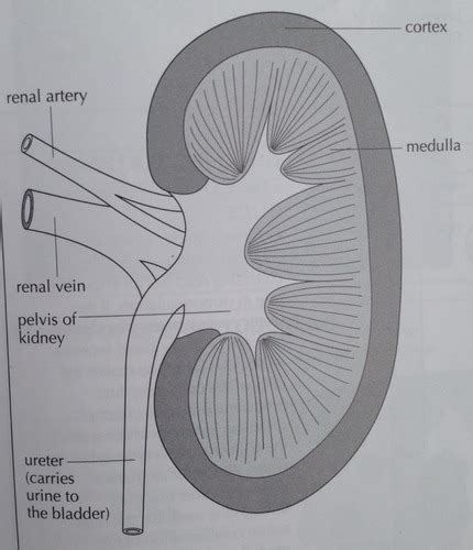 Igcse Biology Chapter Flashcards Quizlet