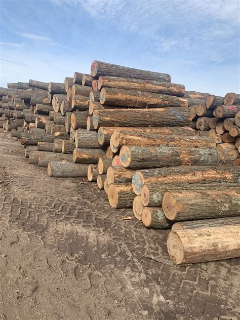 Red Oak Logs Kretz Lumber