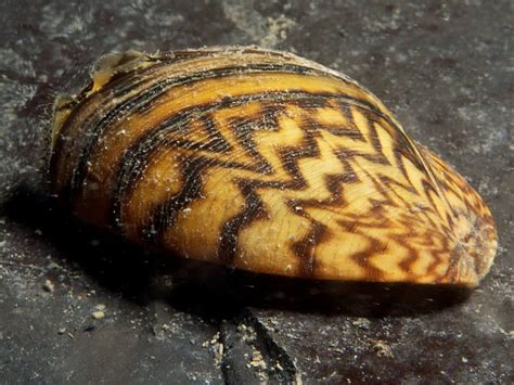 Zebra mussel: characteristics of an invasive species