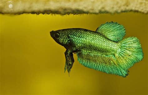 Baby Betta Fish / Baby Betta Tail Type My Aquarium Club - Betta lover ...