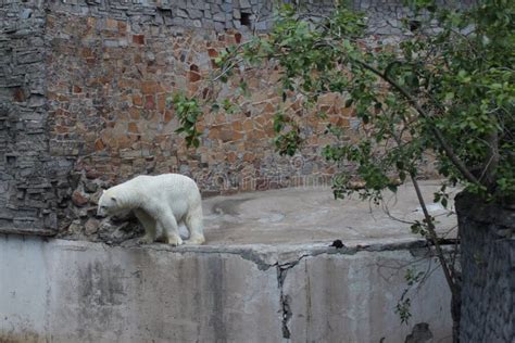 Polar White Bear In The Aviary Behind A Glass The St Petersburg Zoo