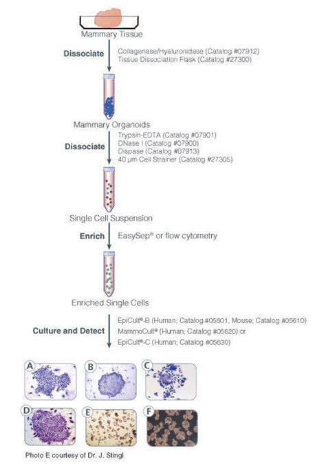 Epicult™ B Human Medium Kit For Mammary Cfu Assays Stemcell Technologies