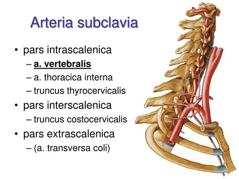 Ppt Arterial System Systema Arteriarum Powerpoint Presentation Free