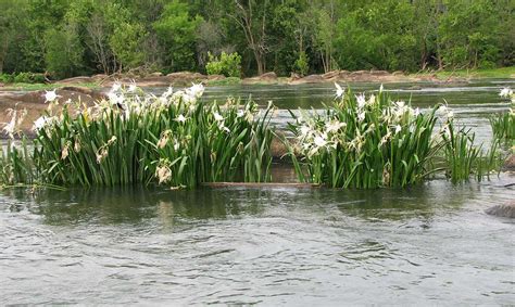 Congaree River - American Rivers