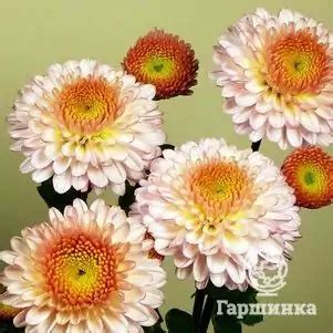 Хризантема Помпон Пинк: описание сорта, характеристики, особенности ...