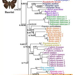 Majority Rule Consensus Tree From The Bayesian Analysis BI Of The