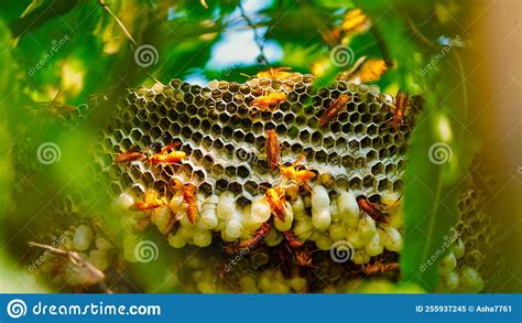 Close Up Shot Of Yellow Wasps Or Ropalidia Marginata Deadly Insects With Large Honeycomb And