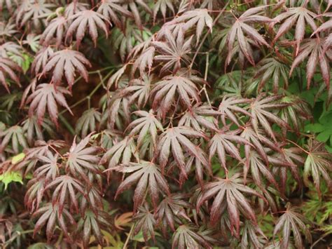 Acer Palmatum Trompenburg