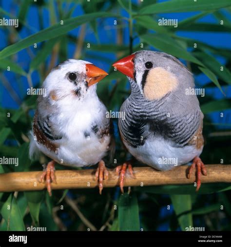 Zebra Finch Taeniopygia Guttata Pair On A Twig Stock Photo Alamy