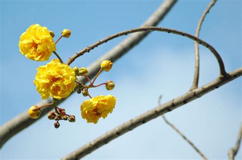 Free Images Tree Nature Outdoor Branch Blossom Fruit Leaf