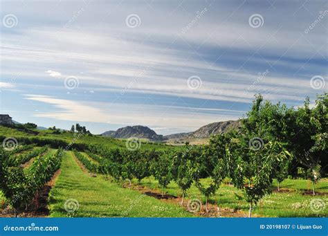 Vineyards And Orchards In Osoyoos Stock Image Image Of Osoyoos