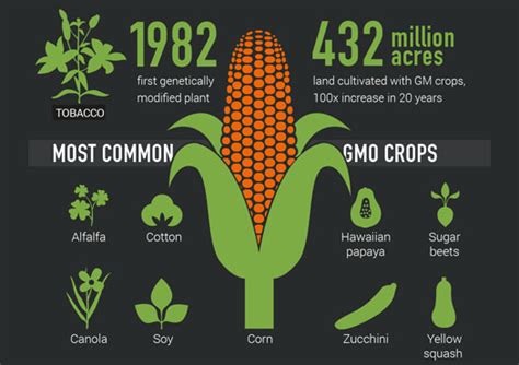 Infographic Gmo