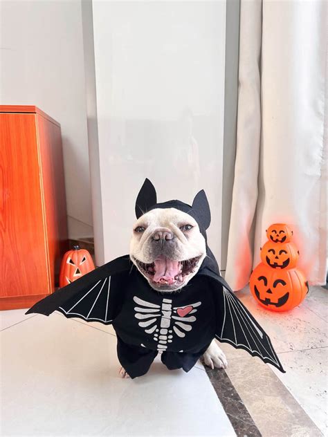 Dog Bat Costume – Frenchiely