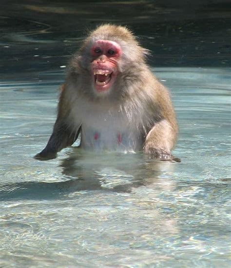 Japanese Macaque Pictures - AZ Animals