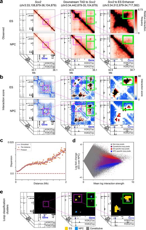 Cell Type Specific Looping Interactions Identified From Hi C Using