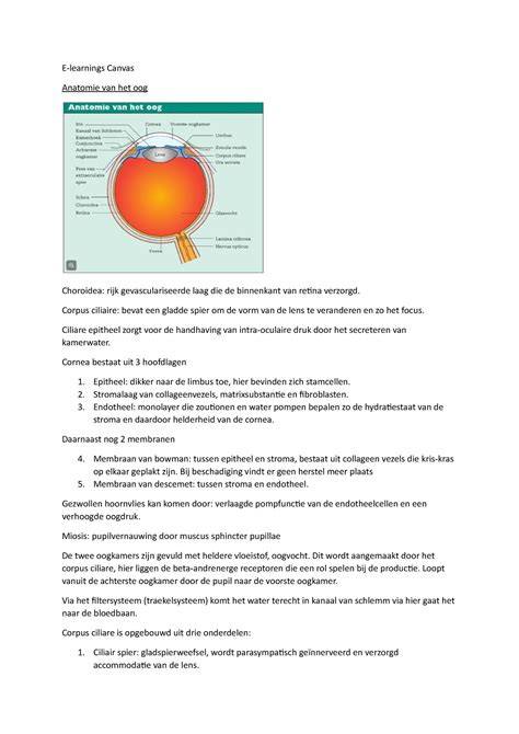 E Learning Oog E Learning Fysiologie En Anatomie E Learnings Canvas