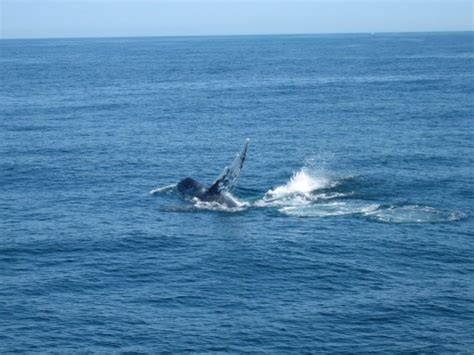 Whale Watching on Cape Cod - CapeCod.com