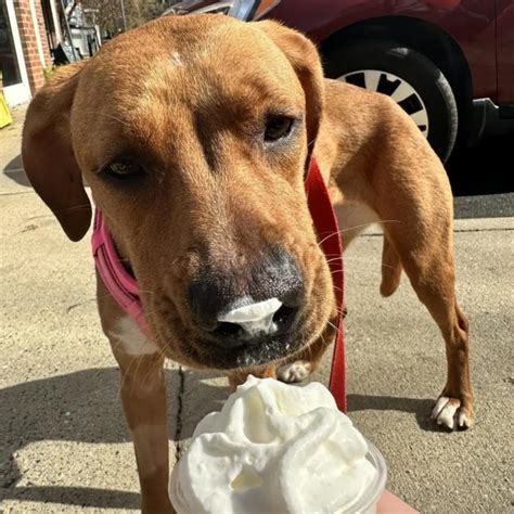 Un Nuovo Inizio Per Un Cane Randagio Dallo Sconforto Del Rifugio A Una