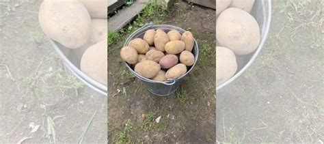 Картофель семенной купить в Череповце | Товары для дома и дачи | Авито