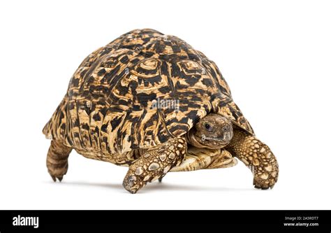 Leopard Tortoise Stigmochelys Pardalis In Front Of White Background