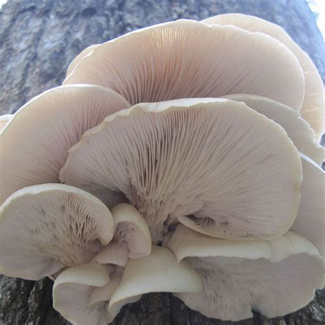 Oyster Mushroom Plug Spawn - (Pleurotus spp.) – Mushroom Mountain