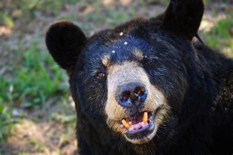 Black Bear Getting Angry - JattDiSite.com