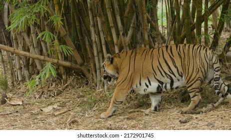 Royal Bengal Tiger Sundarban National Forest Stock Photo 2172901745 ...