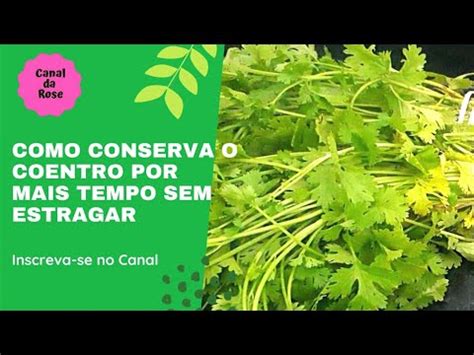 Como Conservar O Coentro Na Geladeira - COMO CONSERVAR O COENTRO NA GELADEIRA SEM ESTRAGAR - YouTube
