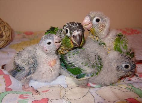 Green-Cheeked Conure Facts, Habitat, Diet, Adaptations, Pictures