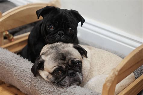 Just Two Pugs Hanging Out Ifttt2md9qyu Pug Love Hanging Out